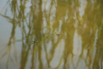 夏の日の水面に並んだ二匹のアメンボ