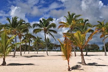 Fototapeta na wymiar Palms, sea, white sand and blue sky