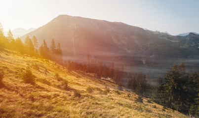 Misty fog in Alps mountain valley with trees and meadow at sunset. Austria landscape