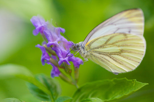 Large Cabbage White butterfly on lavender against a green natural background. High quality photo