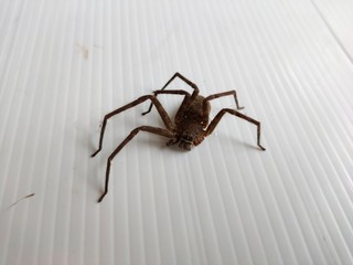 spider on a web