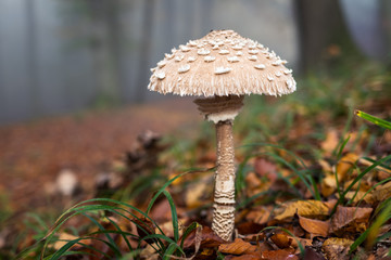 Parasol mushroom in forest