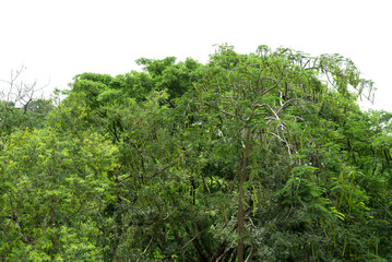 View of a High definition, Treeline  isolated on white background, Forest and foliage in summer, Row of trees and shrubs.