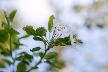Blooming apple tree outdoors.