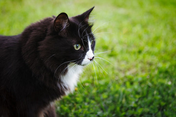 Black and white cat outdoor.