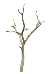 Dead tree with clipping path isolated on white background.