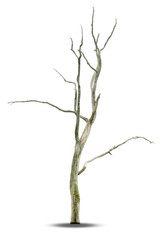 Dead tree with clipping path isolated on white background.