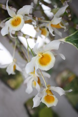 Obraz premium white orchid 