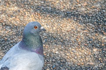 鳩