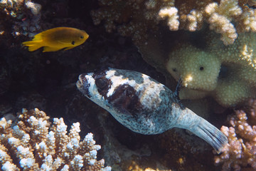 Fototapeta na wymiar masked puffer fish from the Red sea