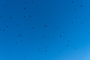 Black birds against a clear sky. Flight period
