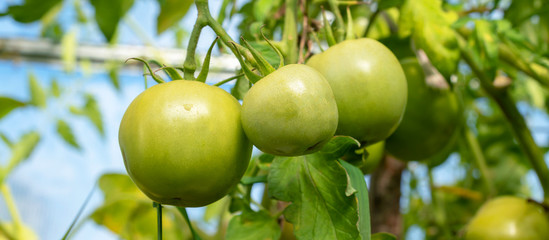 Green unripe tomatoes in the garden in the beds.