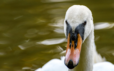White Mute swan (Cygnus olor) front face closeup.