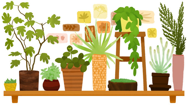 Set of plants in pots