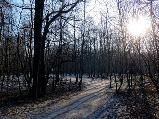 little snow on a clear winter day in the forest, Moscow