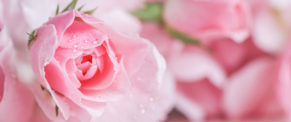 Beautiful pink rose with water drops. Can be used as background. Soft focus. Romantic style