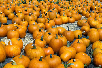 pumpkins in a pumpkin patch