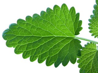 Fresh mint leaves isolated on white background.