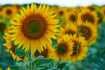 bright sunflower field, a beautiful landscape on a summer day