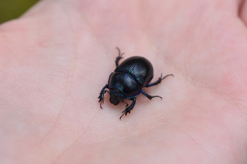 beautiful bug on a hand
