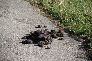 Crottin de cheval sur la route