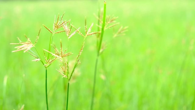 Nut Grass (Cyperus rotundus L.) on green background.