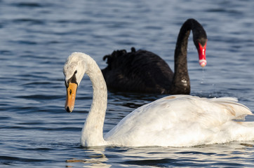 SWANS - A white and black bird on the water in sunshine
