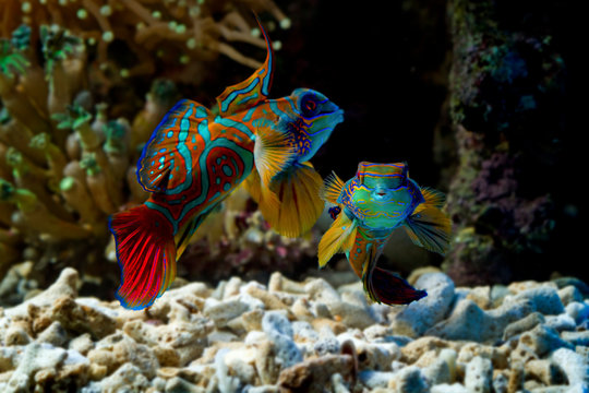 Beautiful color mandarin fish, colorfull mandarin fish, manddarin fish closeup, Mandarinfish or Mandarin dragonet