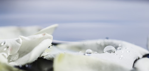 White rose petals on blue water. For a water festival or spa