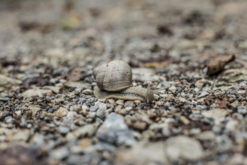 Snail on a trip