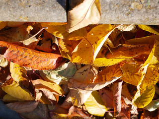 yellow foliage with sun shadow
