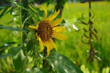 close-up sun flower in rice field background. Tropical flower concept