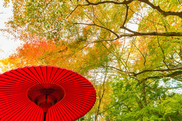 Red Japanese umbrella in forest. Natural oriental background