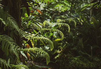 Close up of a fern leaf frond in a lush rainforest botanical greenhouse