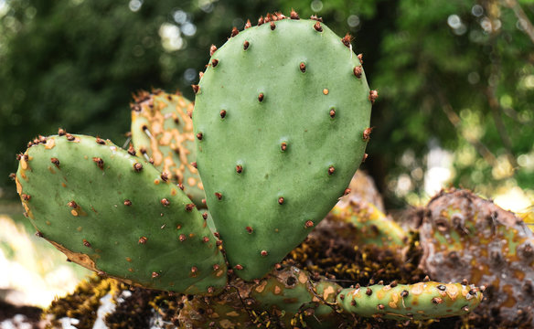Close up of an Eastern prickly pear Cactus growing from a rock in a tropical greenhouse.