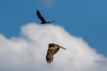 Two falcons are flying together