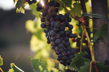 Red grapes in the vinevard