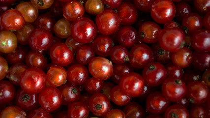 red cranberries background