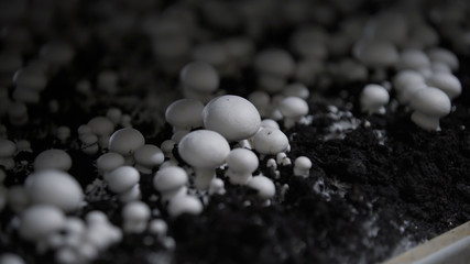 White champignon mushrooms harvest. many champignon mushrooms. Champignon production farm. Shelves rows. Shampion grown mushrooms. Modern agriculture