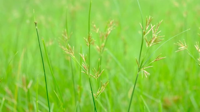 Nut Grass (Cyperus rotundus L.) on green background.
