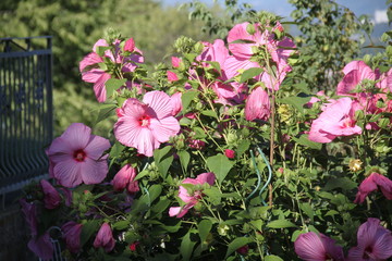 Pink opened hibiscus giant flower