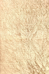 traces of ivy roots torn from the wall