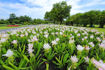 Closeup White Curcuma sessilis flowers in garden