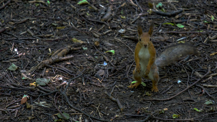 squirrel on tree