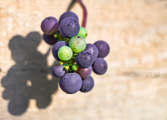 dojrzewające grona niebieskich winogron