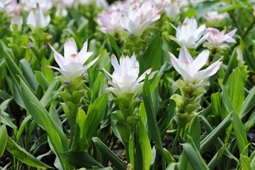 Fototapeta premium Closeup White Curcuma sessilis flowers in garden