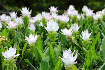 Fototapeta premium Closeup White Curcuma sessilis flowers in garden