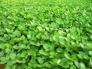 7月の枝豆畑風景