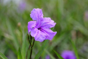 Closeup Purple Ruellid simplex Flower in garden 