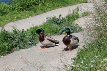 
Wild ducks sit on the lake in a summer park